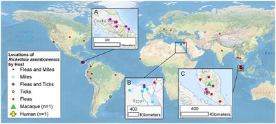 Worldwide Presence and Features of Flea-Borne Rickettsia asembonensis